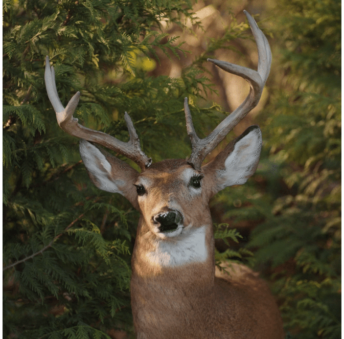 deer